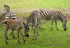 Zebras-3.jpg
